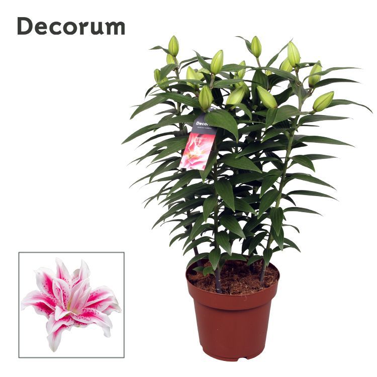 Lilium Roselily Nowa 55cm 19cm Pot