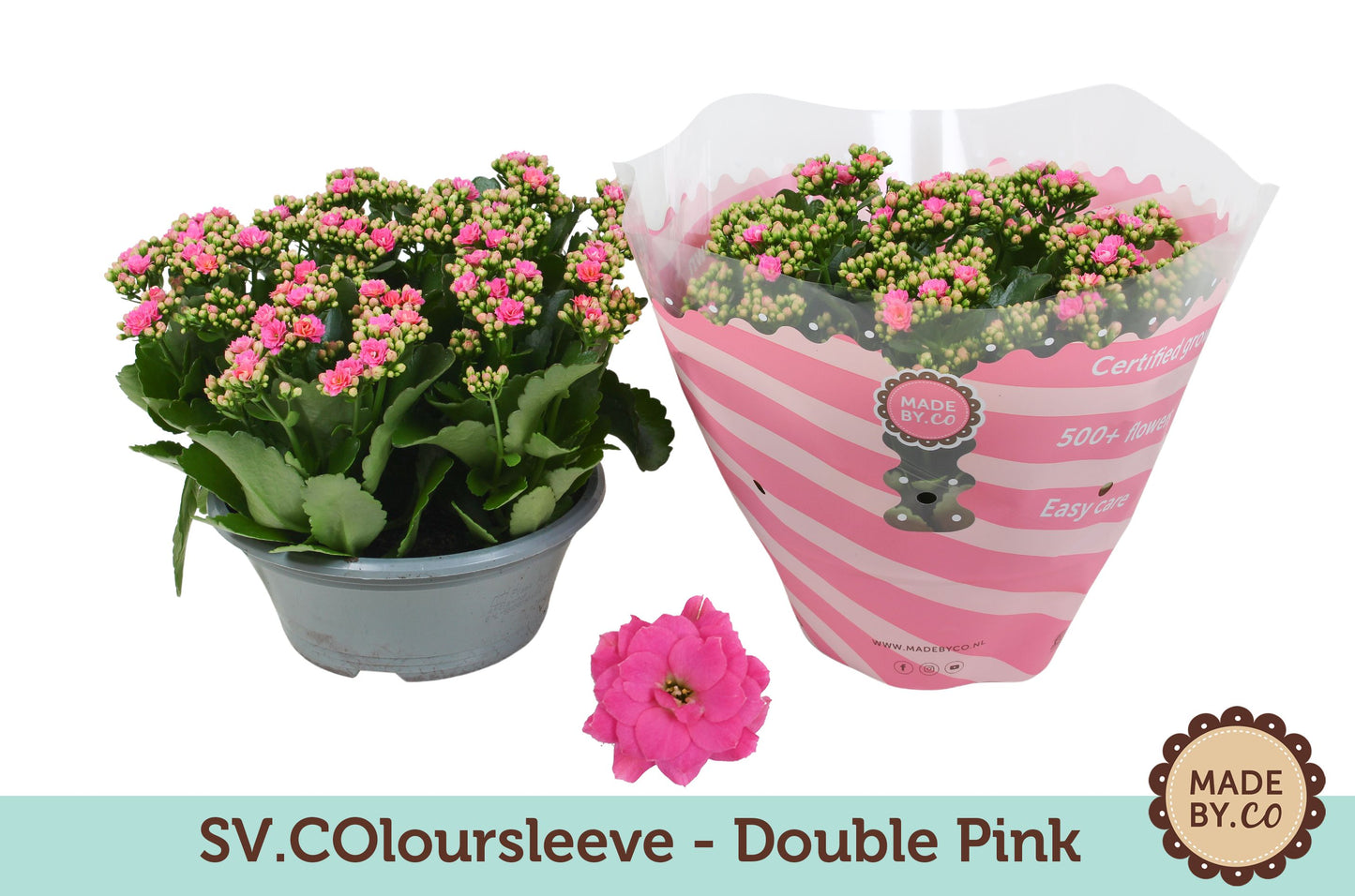 Kalanchoe Rosalina Don Nando 27cm 23cm Pot