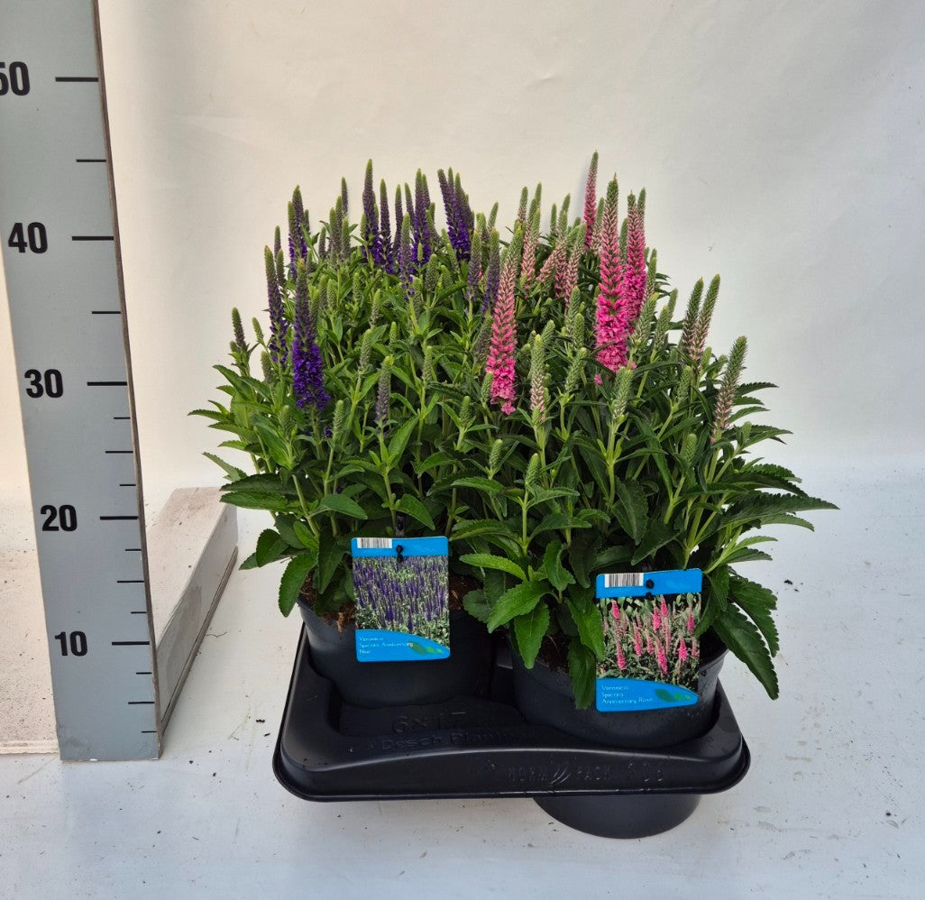 Veronica spicata 35cm 17cm Pot