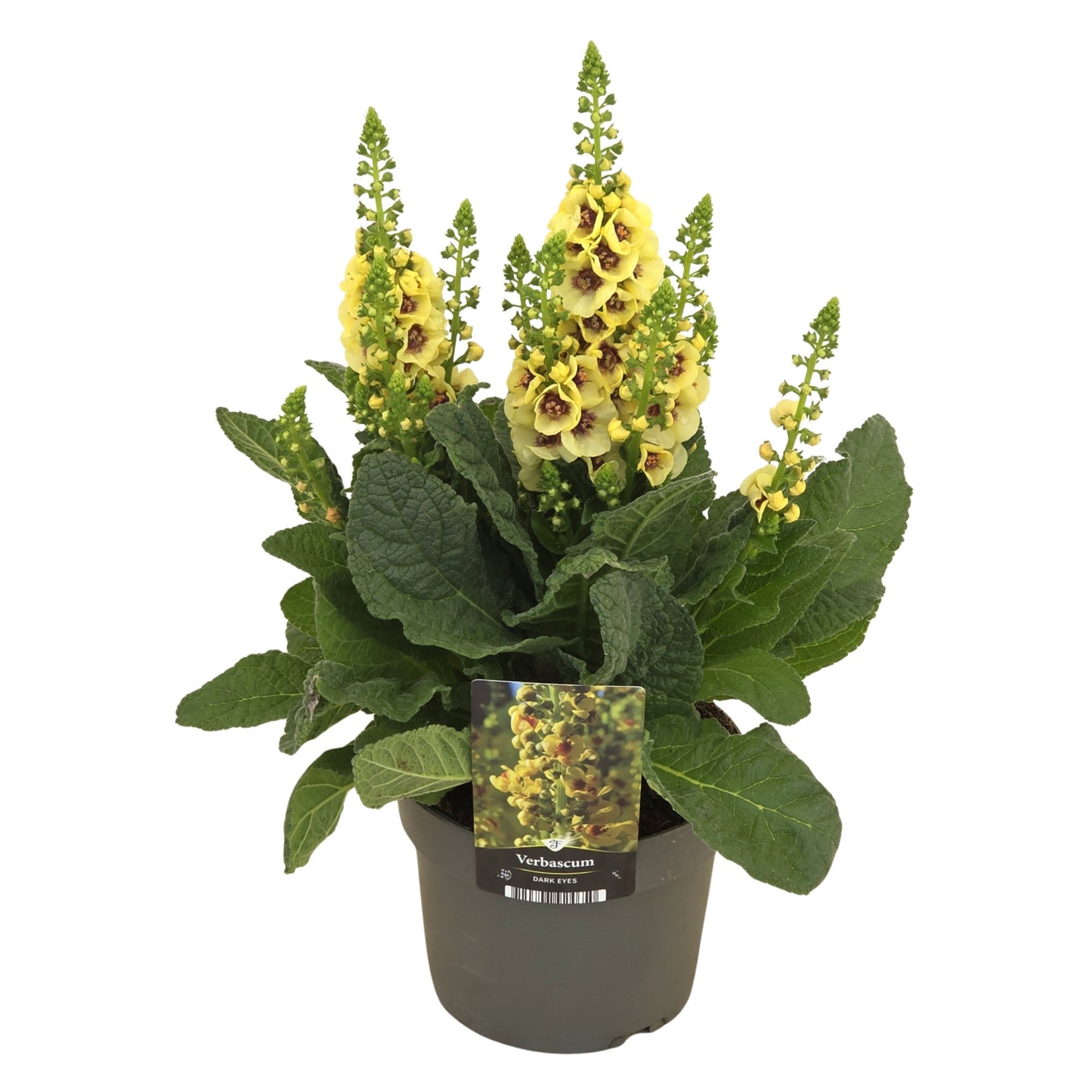 Verbascum Dark Eyes 50cm 17cm Pot