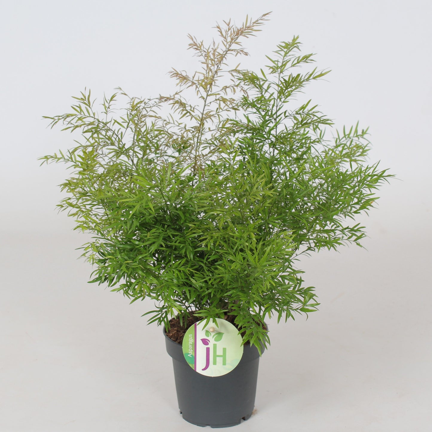 Asparagus den. Cwebe 30cm 12cm Pot