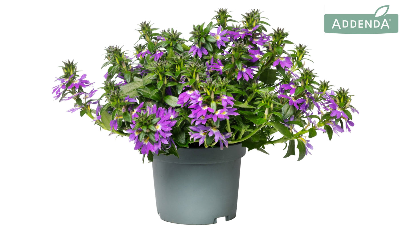 Scaevola Purple Touch 20cm 12cm Pot