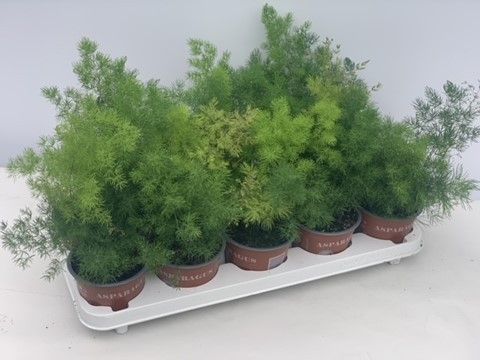 Asparagus umbellatus 35cm 12cm Pot