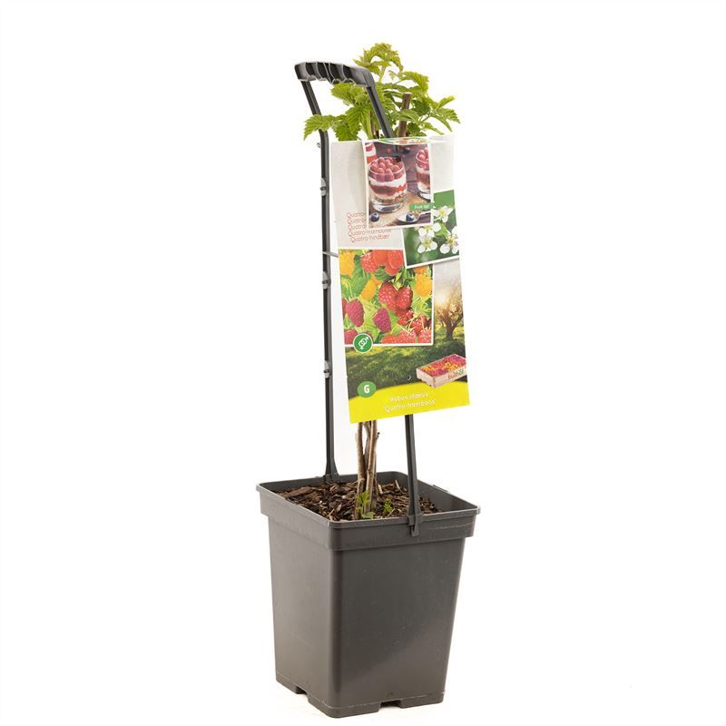 Rubus id. quatro raspberry 65cm 18cm Pot