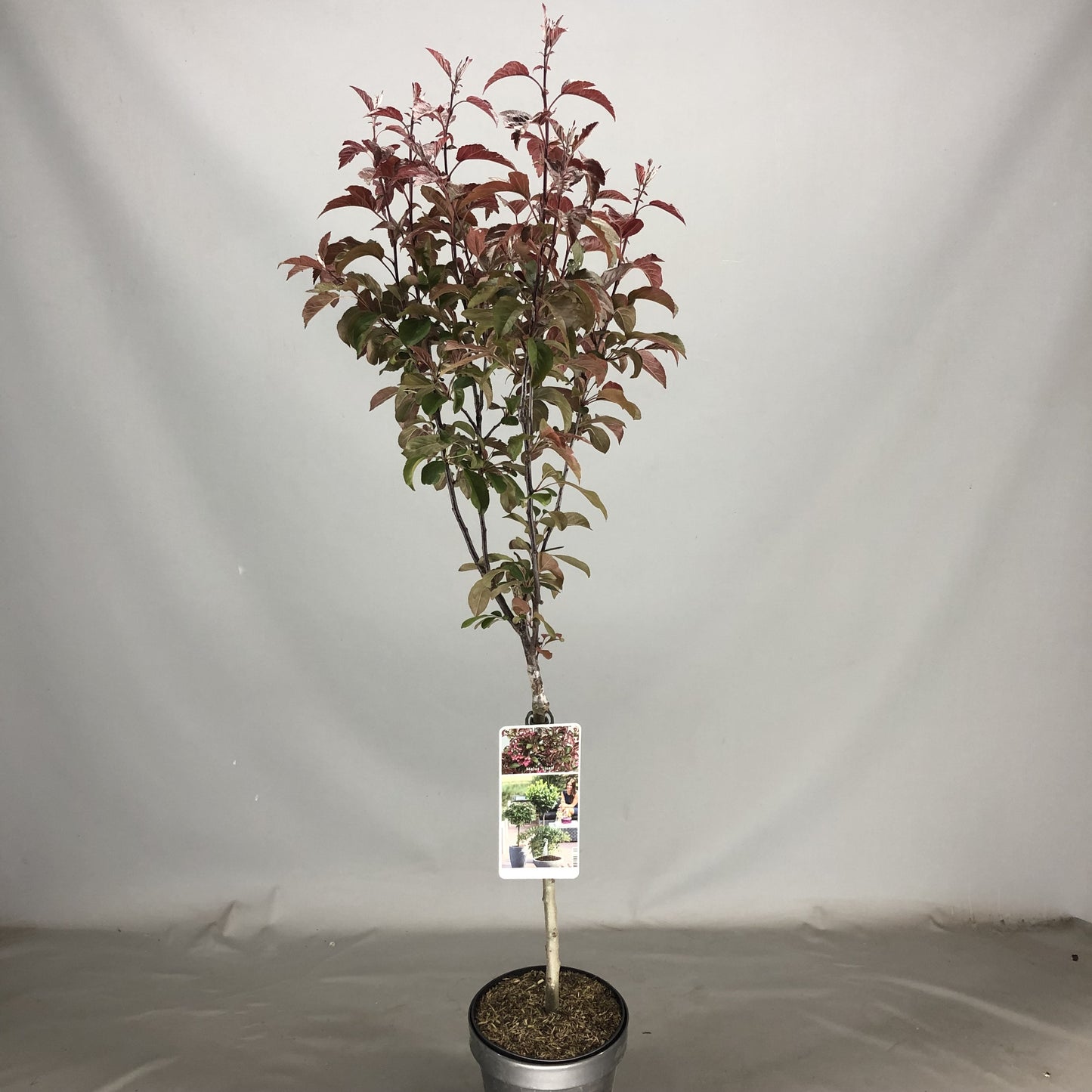 Malus domestica Liset 85cm 19cm Pot