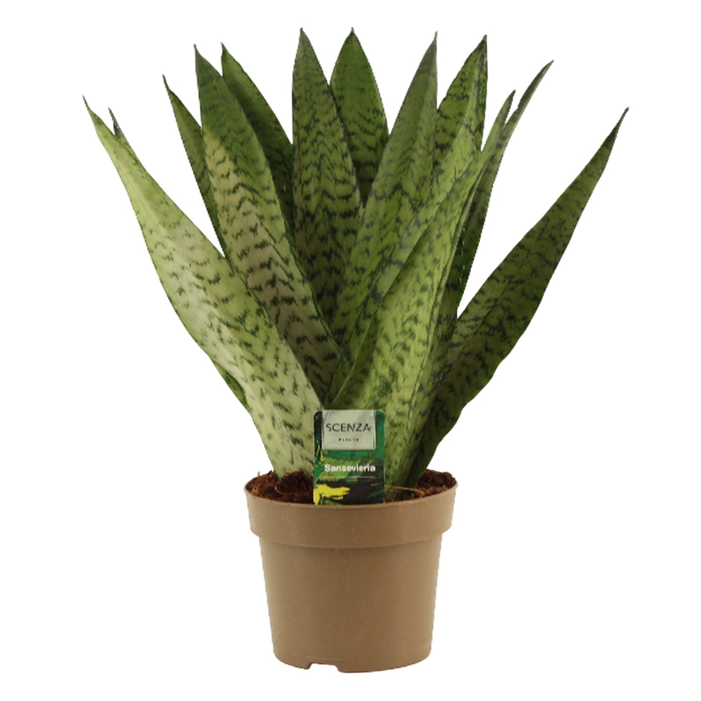 Sansevieria zeylanica Fan 45cm 14cm Pot