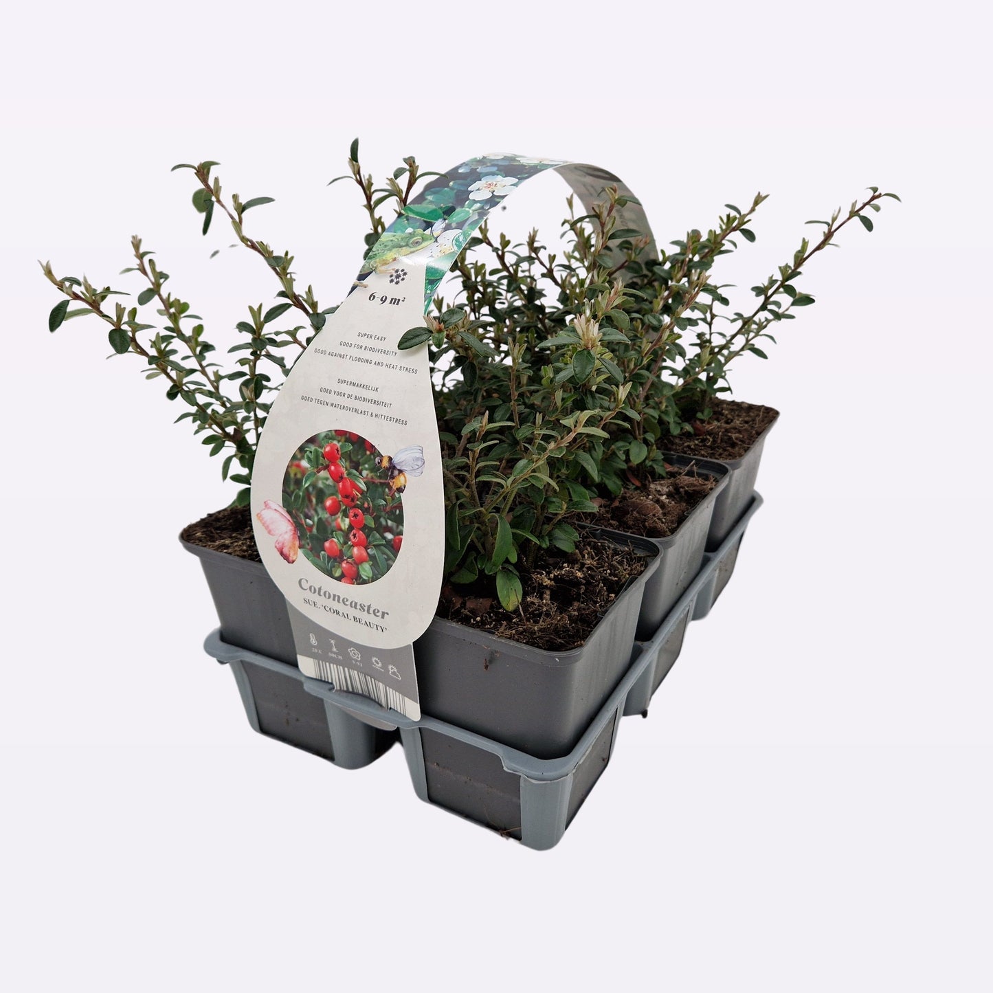 Cotoneaster sue. Coral Beauty 25cm 9cm Pot