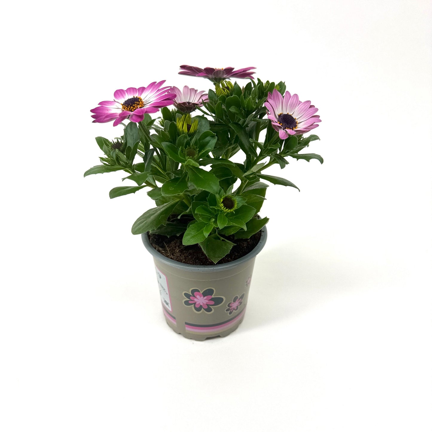 Osteospermum Flowerpower Light Pink 22cm 11cm Pot