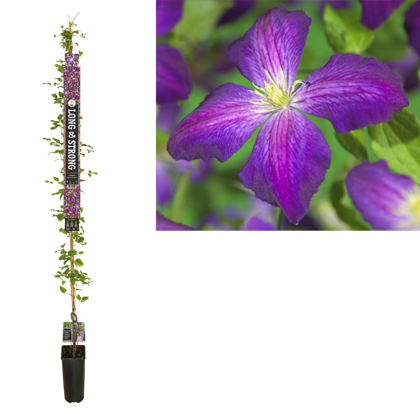 Clematis Jackmanii Purpurea 210cm 23cm Pot