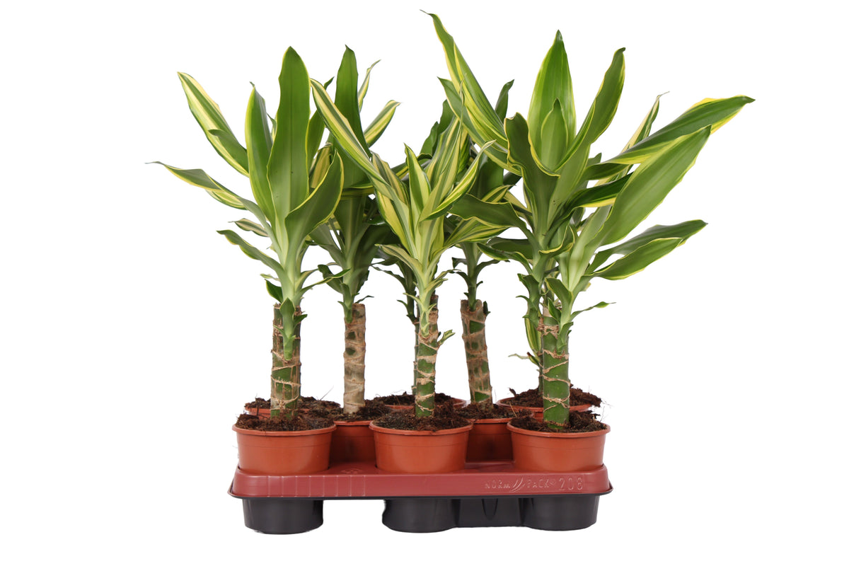Dracaena frag. mix 35cm 11cm Pot