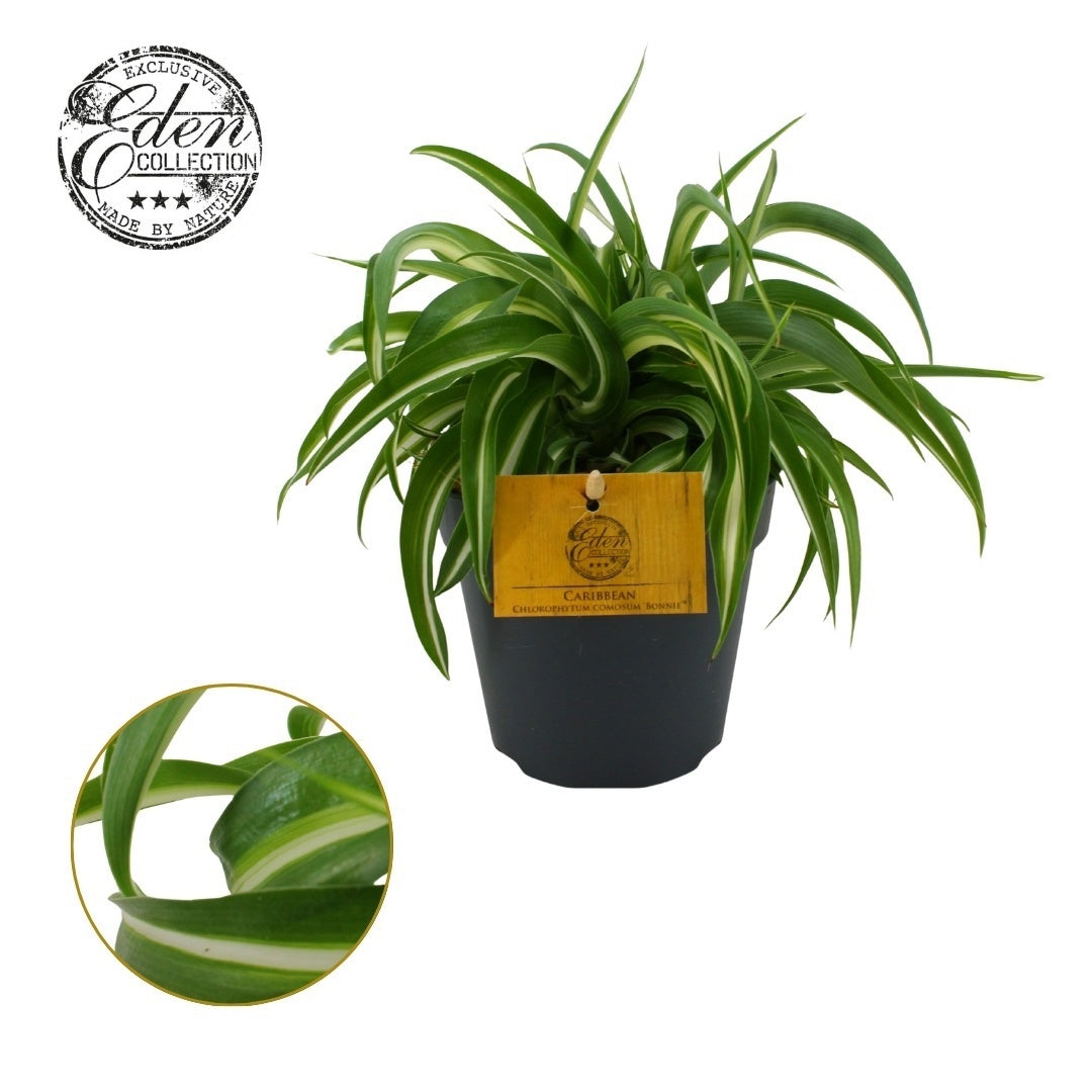 Chlorophytum Bonnie 20cm 12cm Pot