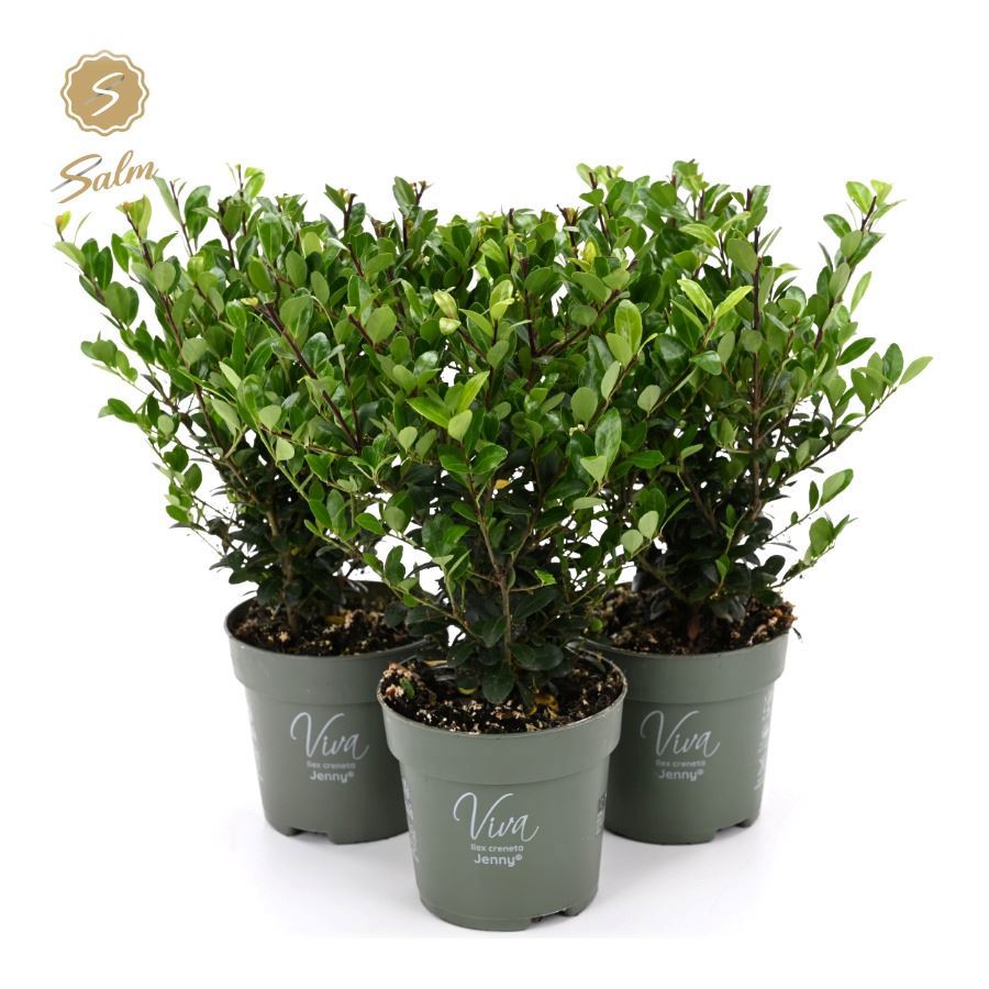 Ilex crenata Jenny bush 28cm 10cm Pot