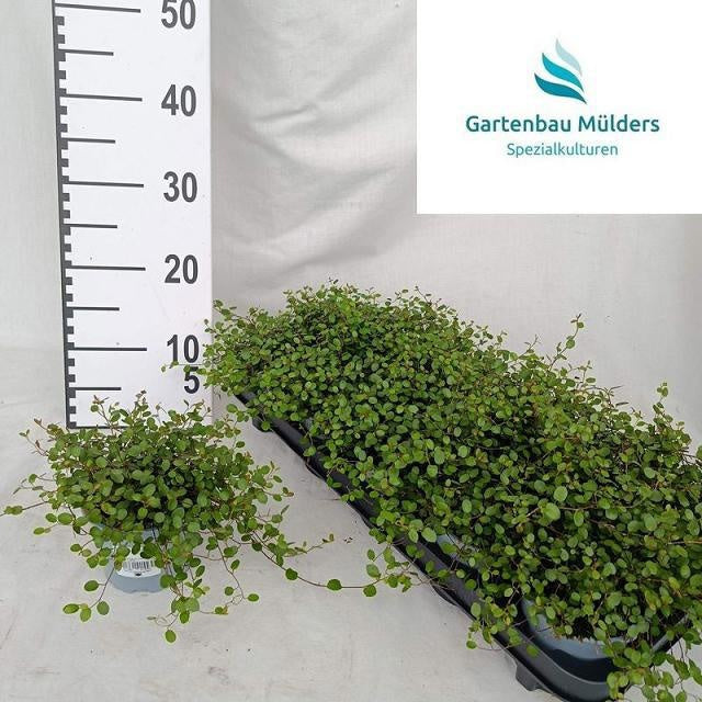 Muehlenbeckia com. Mao'ri 17cm 11cm Pot