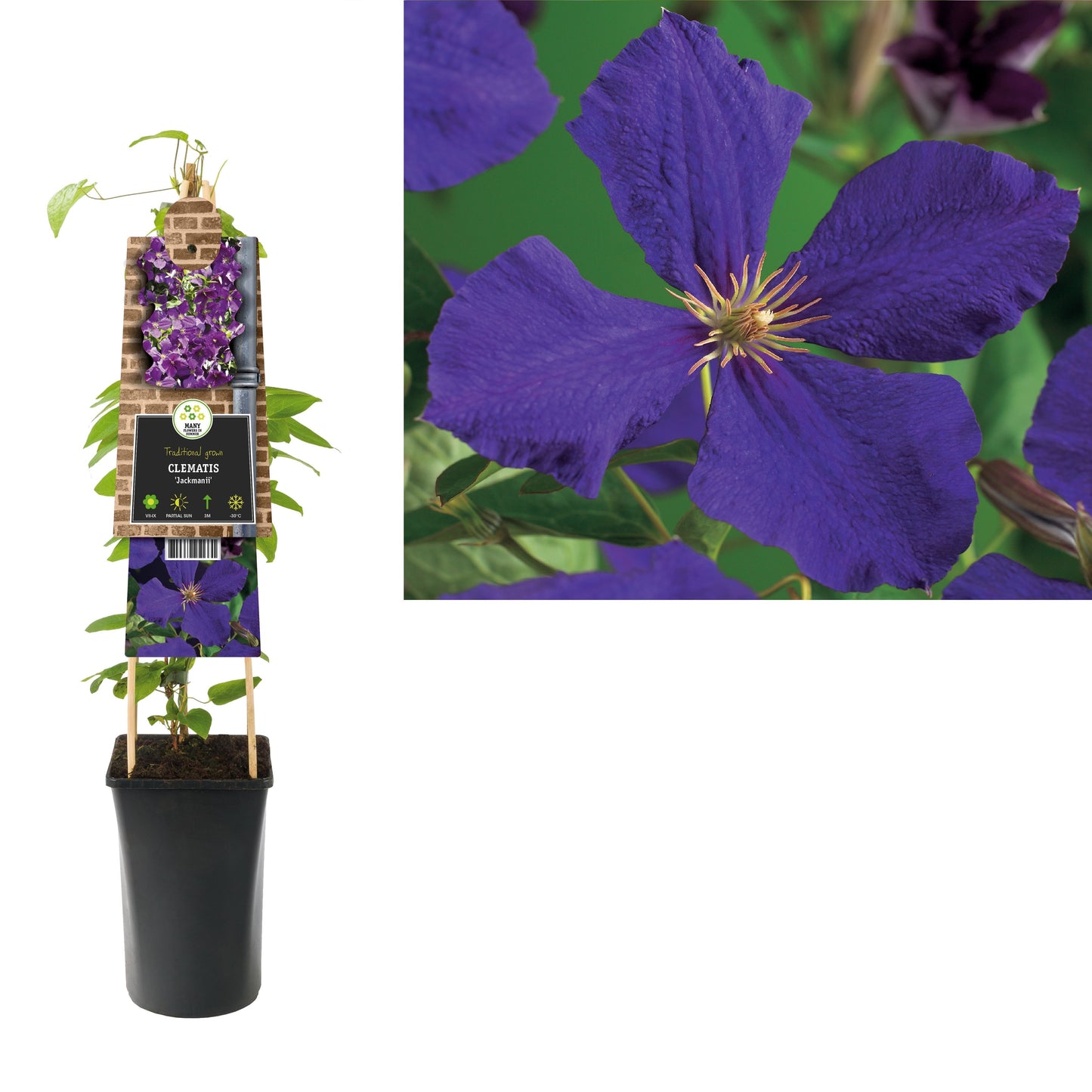 Clematis Jackmanii 75cm 17cm Pot