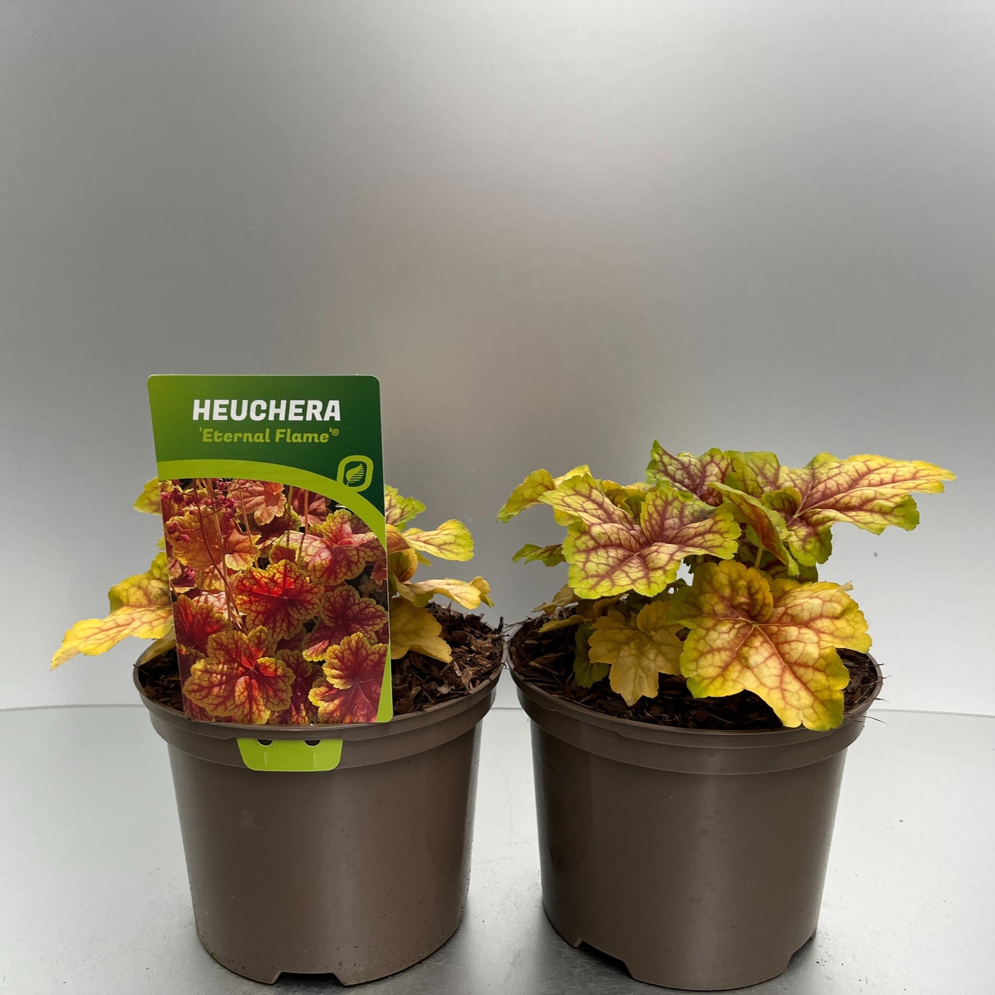 Heuchera hybrid 30cm 17cm Pot