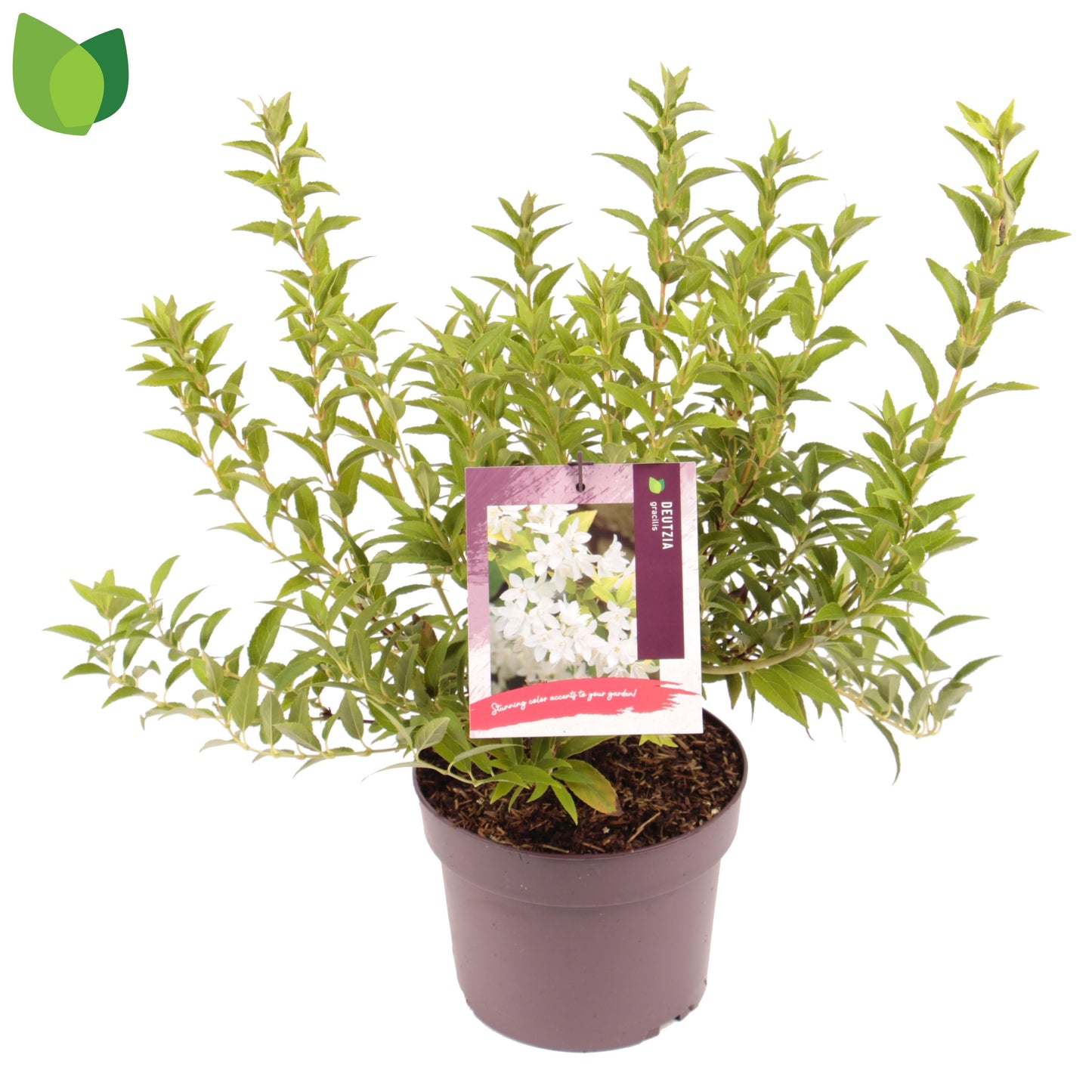 Deutzia gracilis 55cm 19cm Pot