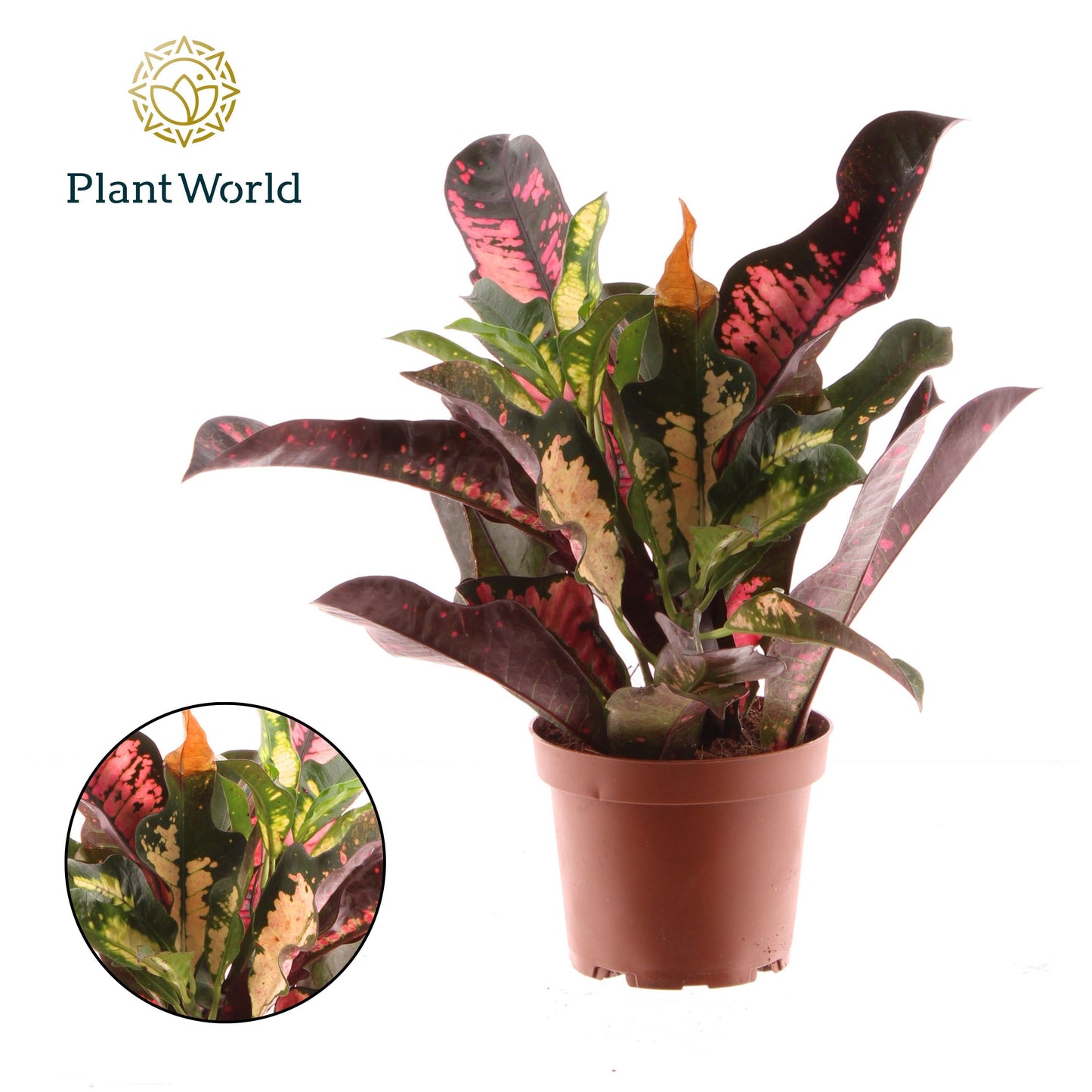 Codiaeum Wilma 30cm 12cm Pot