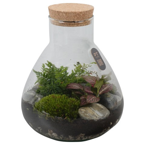 PTTER8119 Arrangementen kamerplanten groen 30cm 23cm Pot