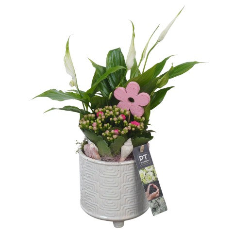 PTSUT8954 Arrangementen kamerplanten 33cm 12cm Pot