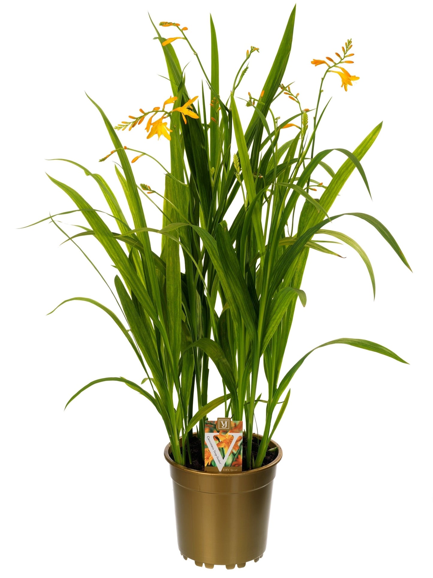 Crocosmia George Davidson 80cm 19cm Pot