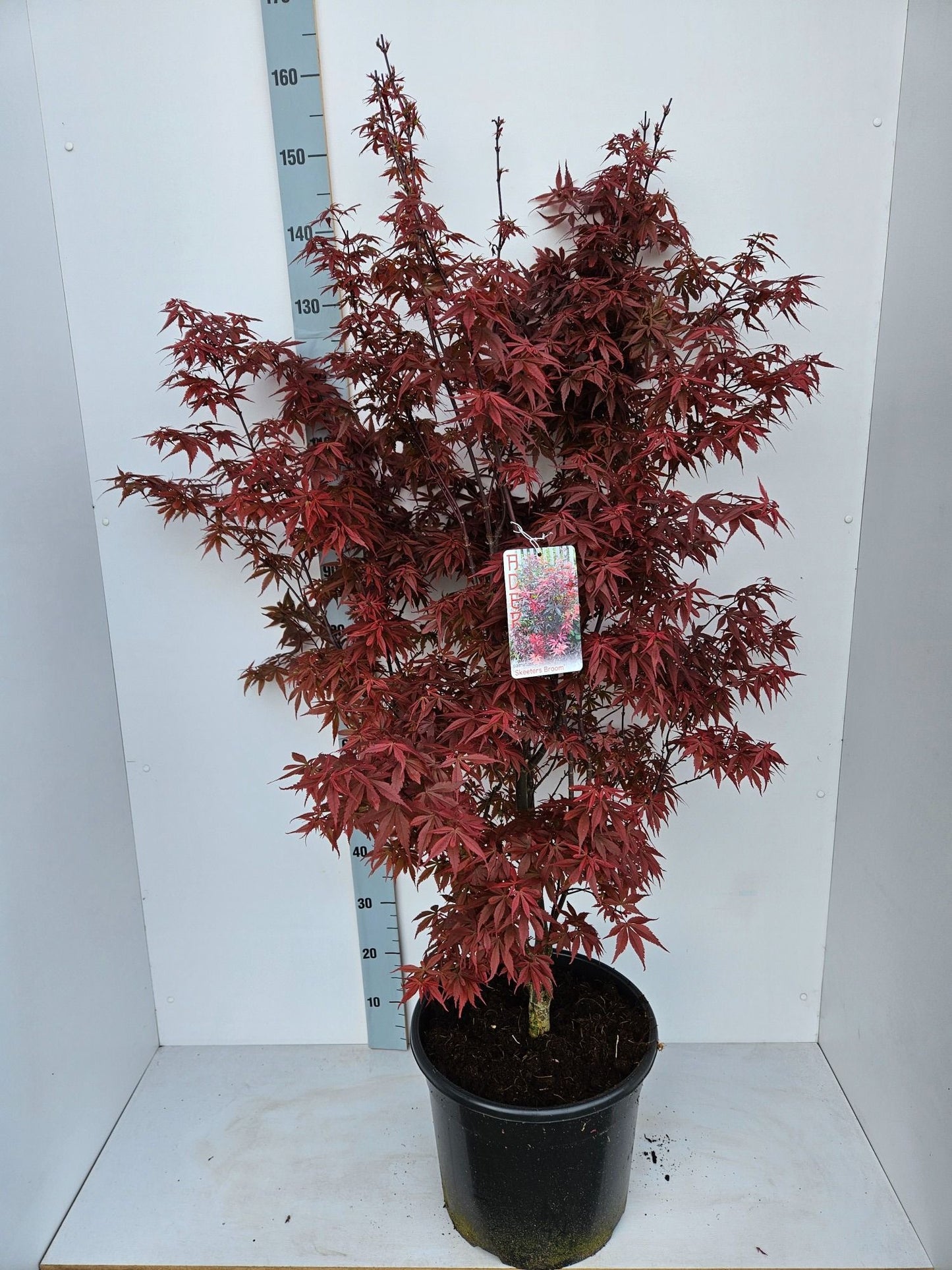 Acer palm. Skeeters Broom 140cm 36cm Pot