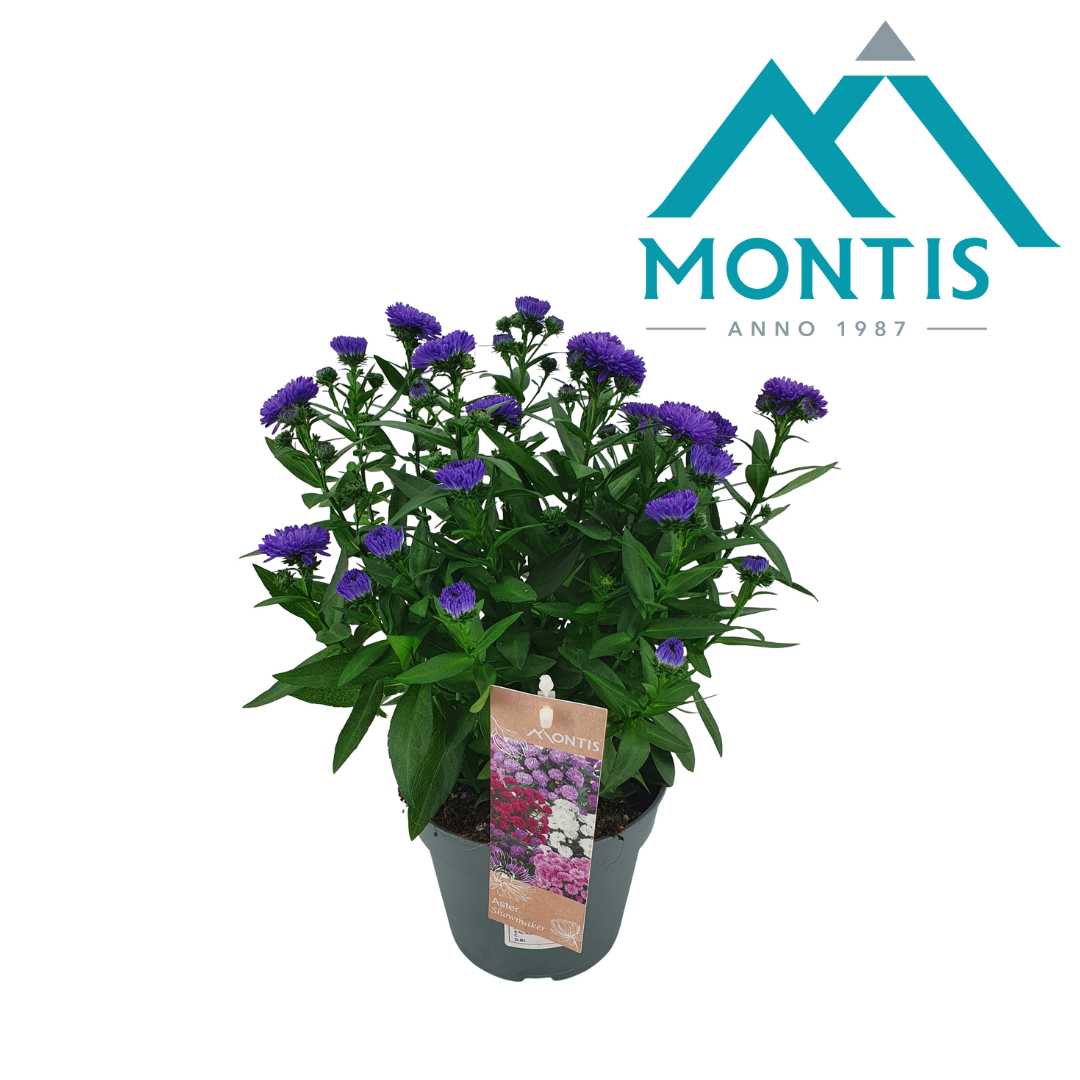 Aster nb. Showmakers Blue Bayou 30cm 14cm Pot