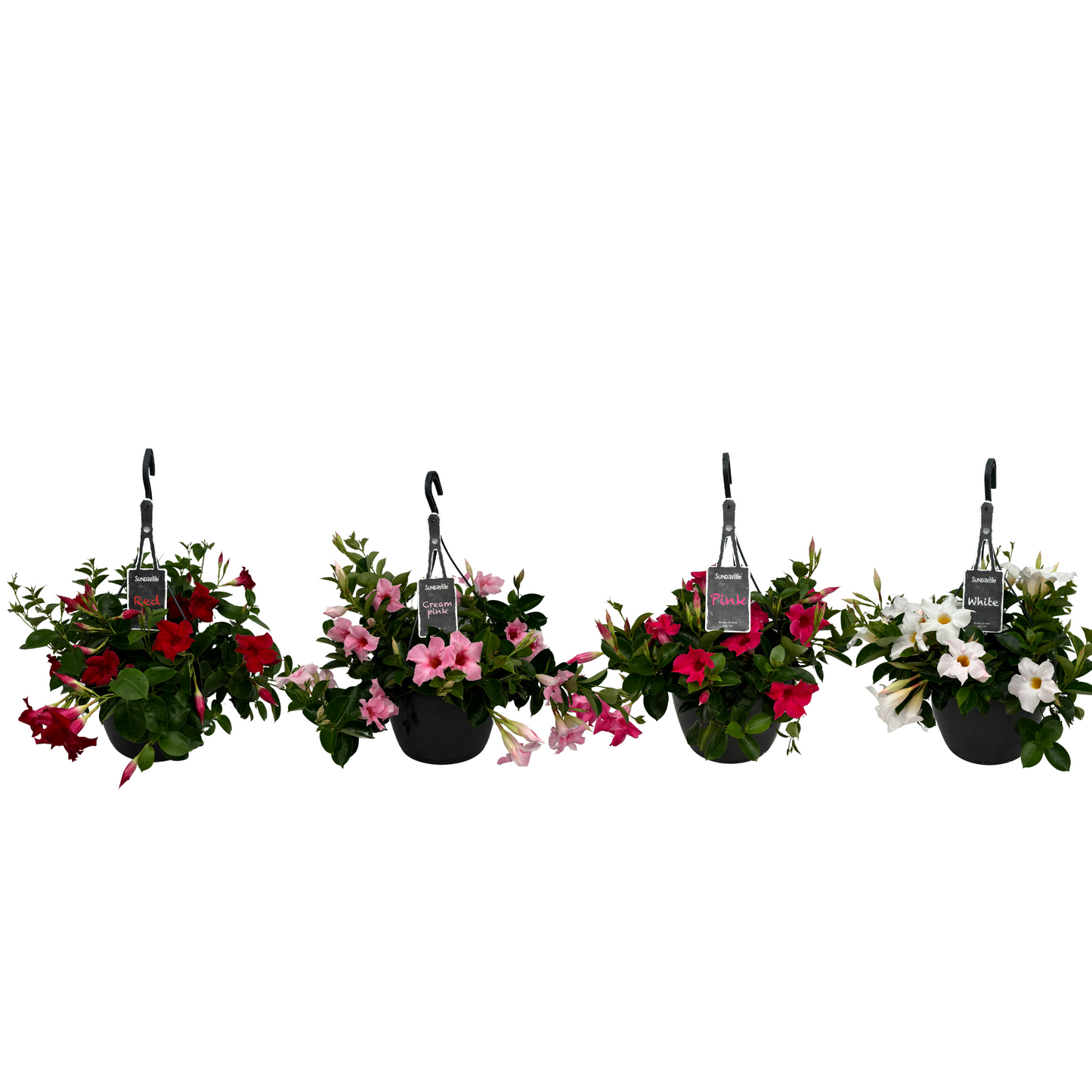 Mandevilla mix 30cm 25cm Pot