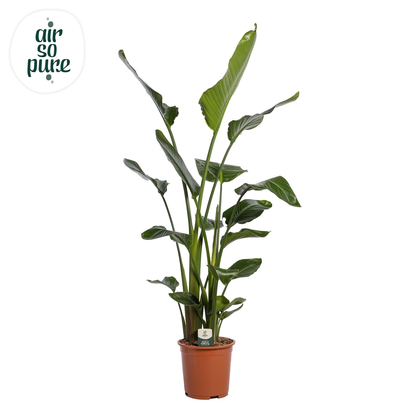 Strelitzia nicolai 160cm 27cm Pot
