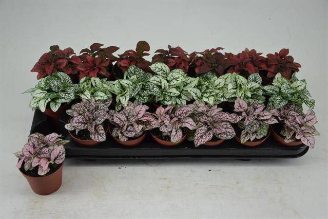 Hypoestes mix 10cm 8.5cm Pot