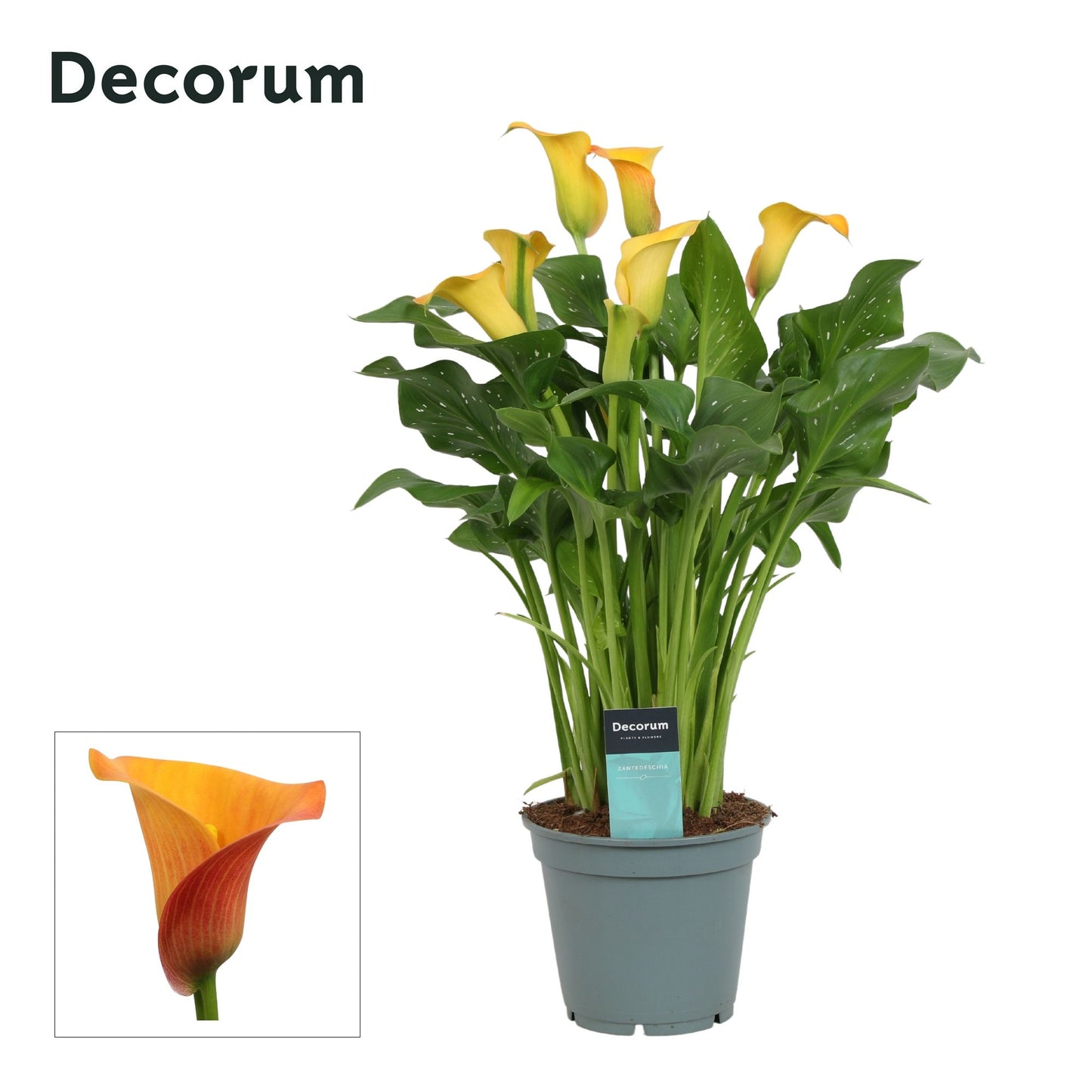 Zantedeschia Morning Sun 50cm 17cm Pot