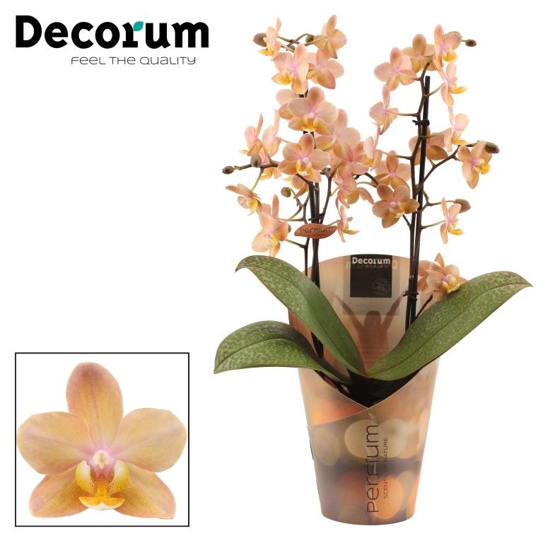 Phalaenopsis Scention perfium 35cm 12cm Pot