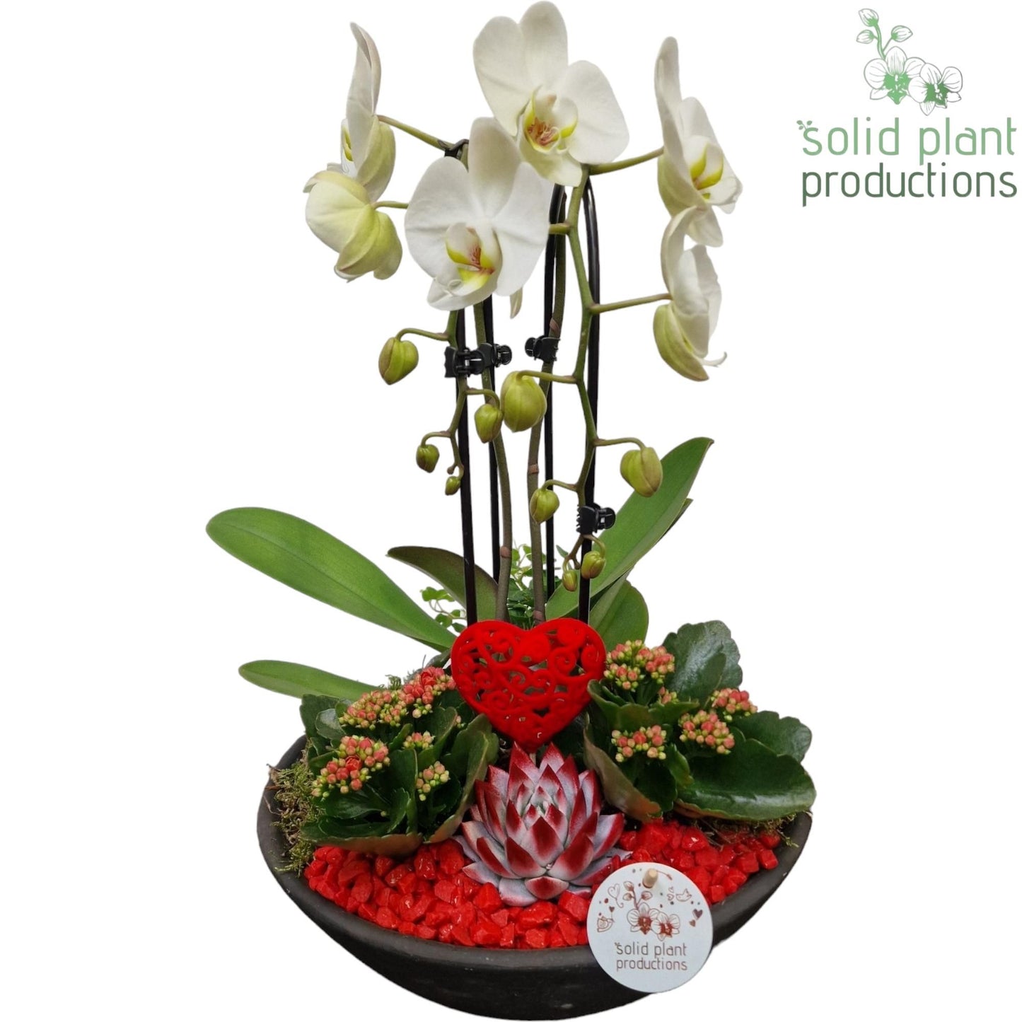 Phalaenopsis arrangement 50cm 32cm Pot