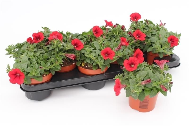 Petunia Famous Red 15cm 510cm Pot