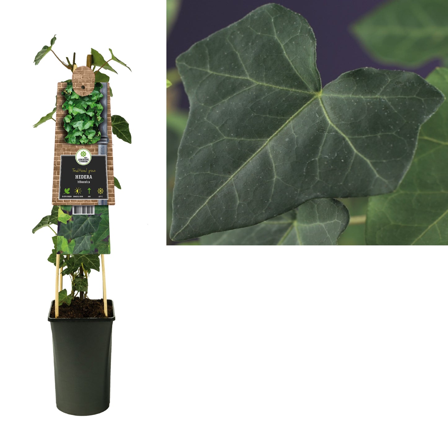 Hedera hibernica 17cm Pot