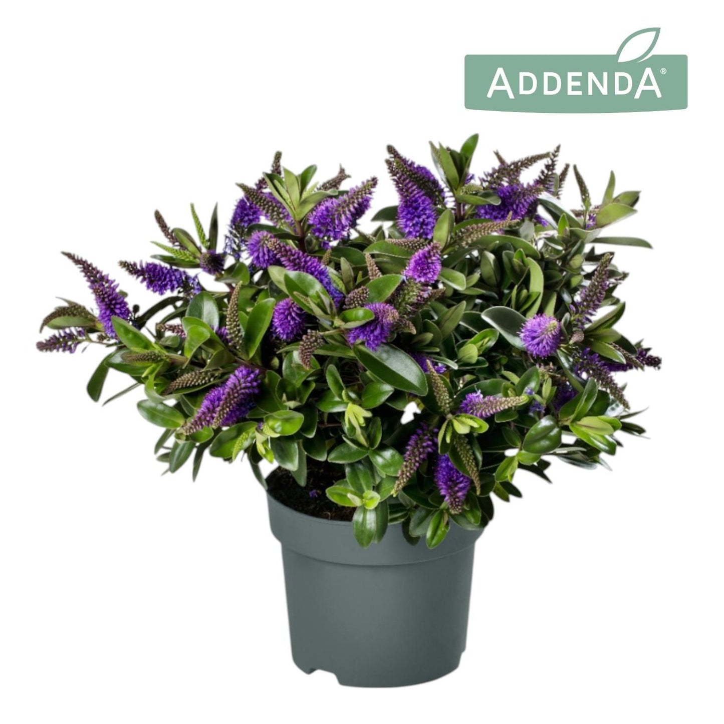 Hebe Hebedonna Anna 25cm 15cm Pot