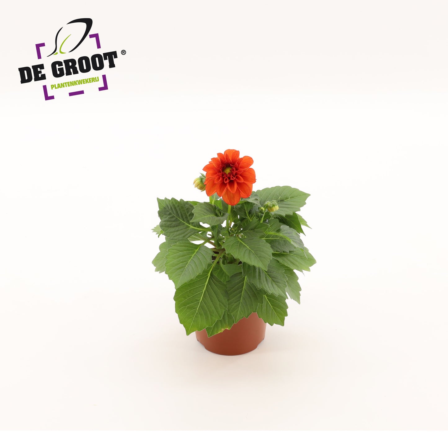 Dahlia red 25cm 512cm Pot