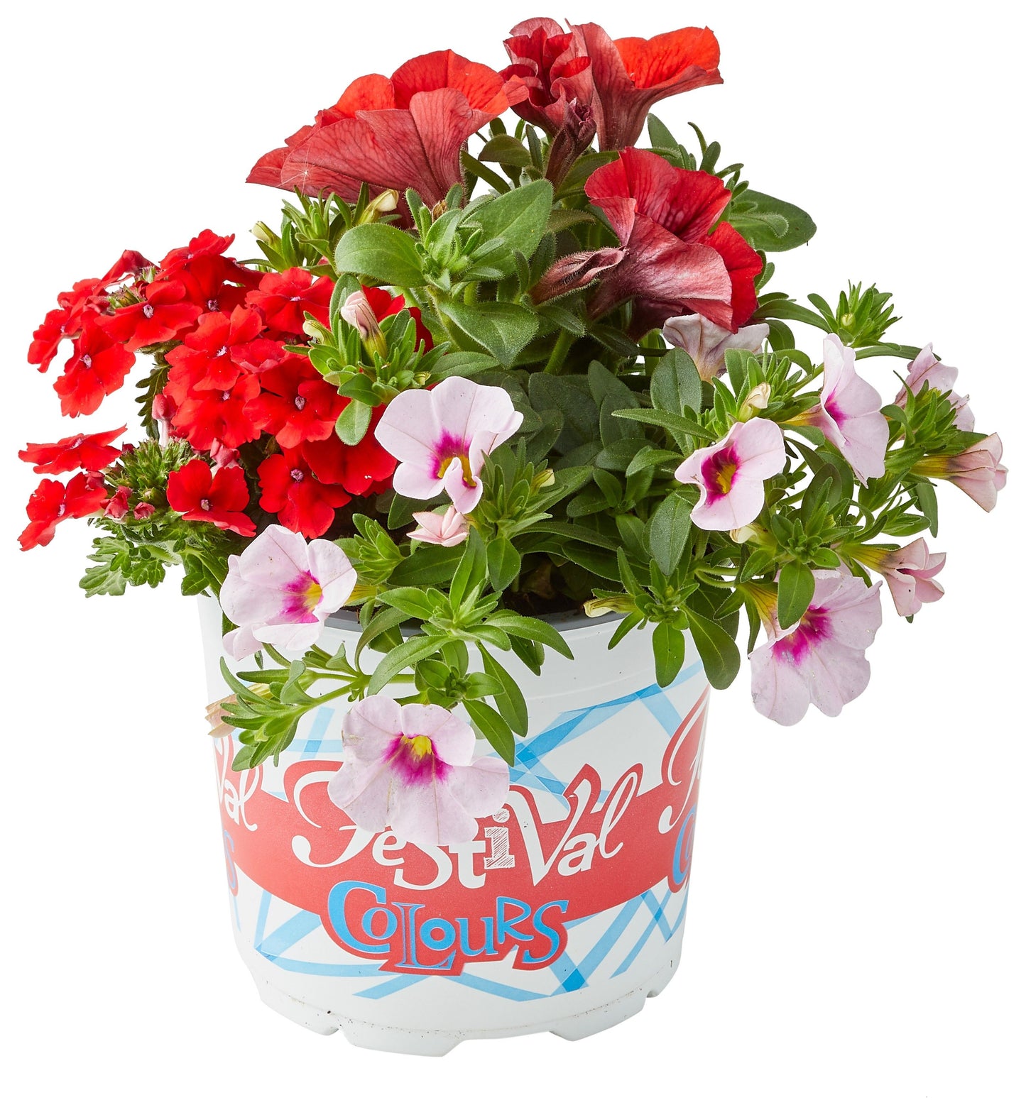 Bedding pl. Festival Col. Parade 20cm 12cm Pot
