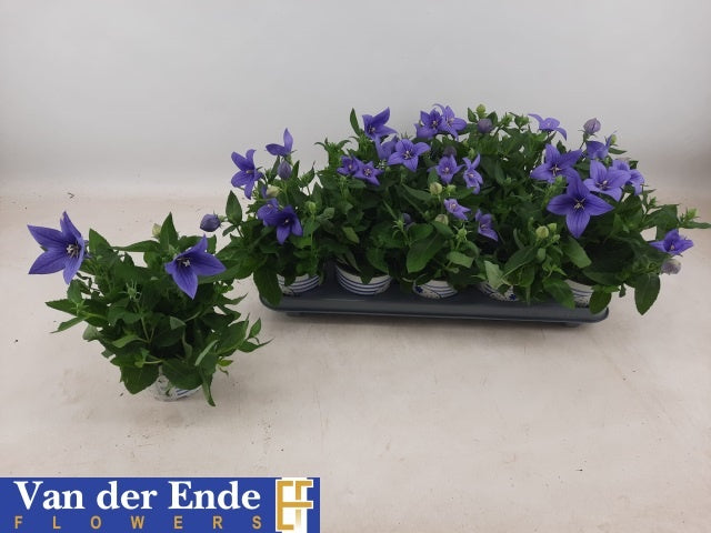 Platycodon graniflorus Astra Blue 20cm 12cm Pot