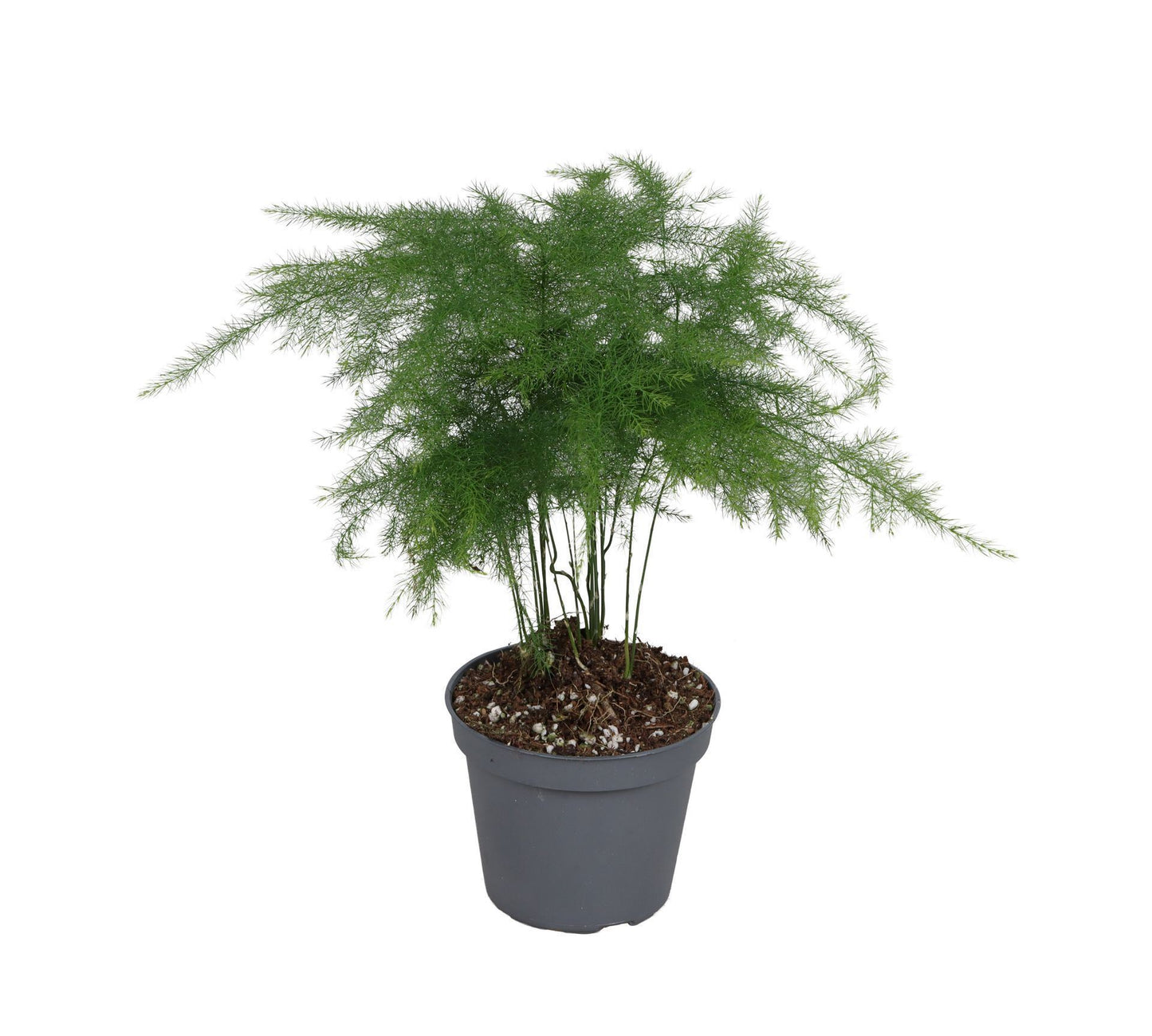 Asparagus Plumosus 15cm 6cm Pot