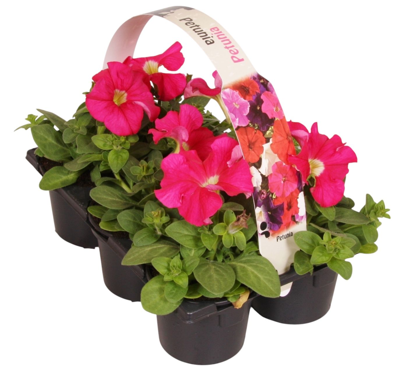 Petunia pink 15cm 9cm Pot