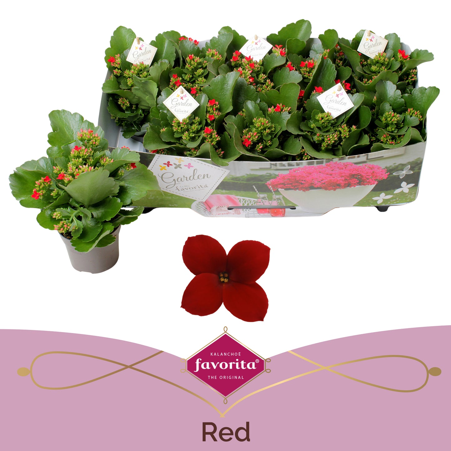 Kalanchoe patio red 22cm 510cm Pot