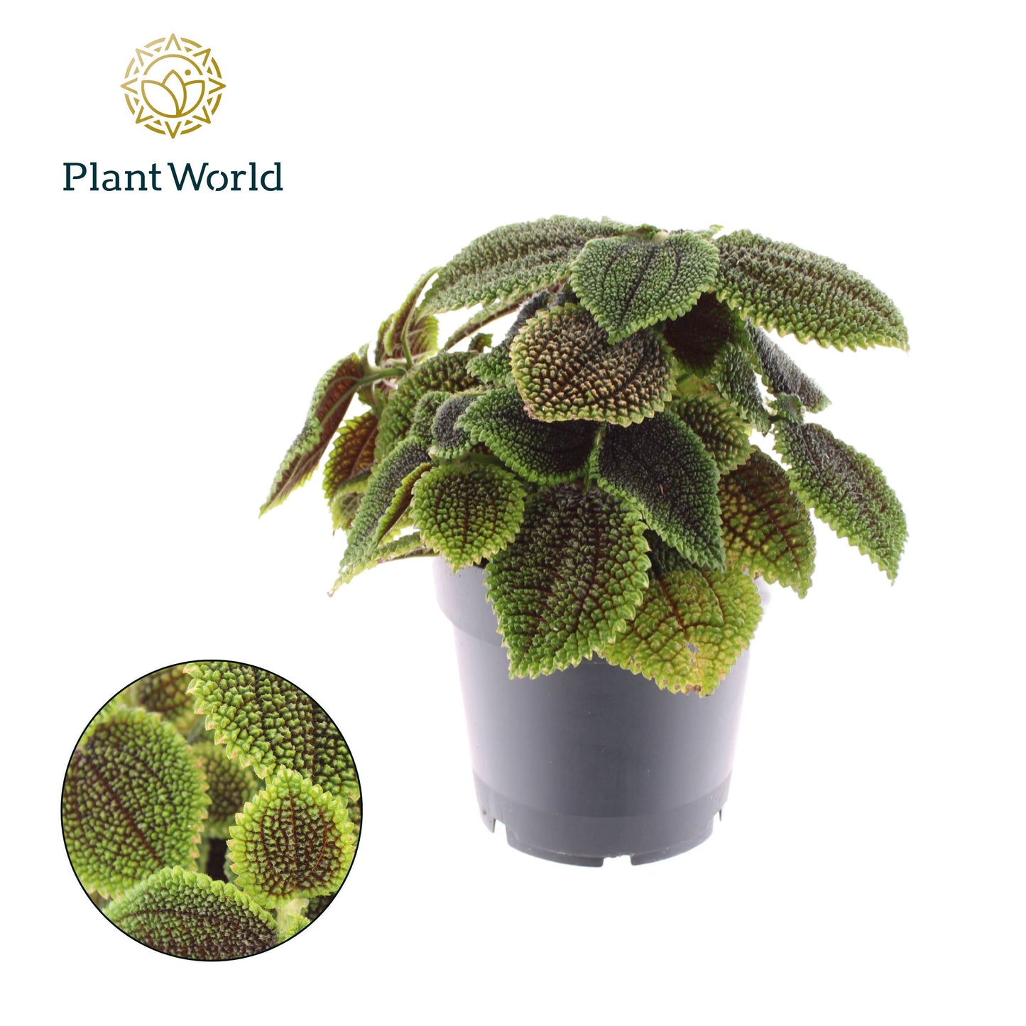 Pilea Moon Valley 30cm 14cm Pot