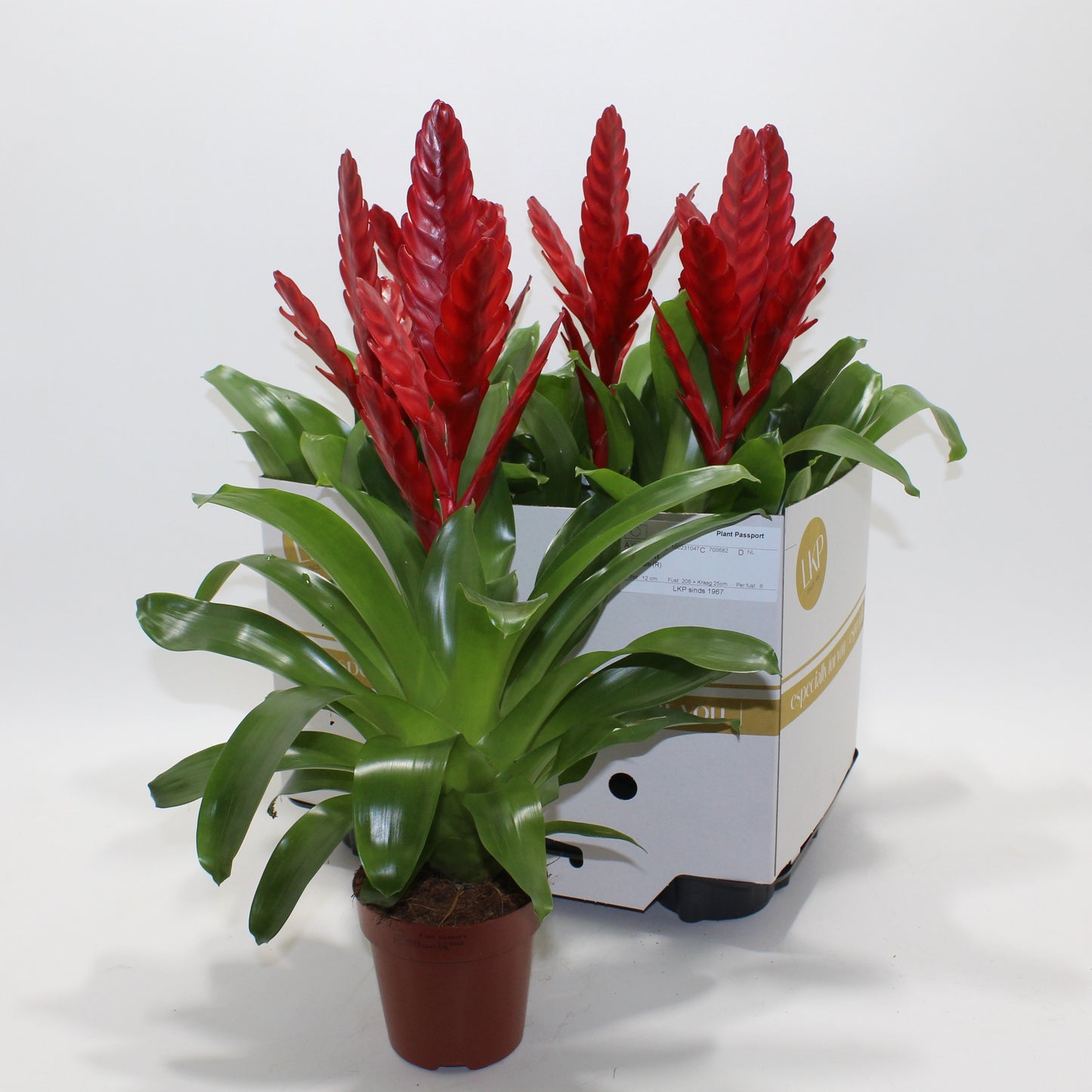 Vriesea Stream 45cm 12cm Pot