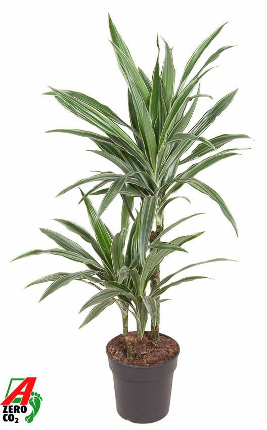 Dracaena fragrans Warneckei 45-15 90cm 19cm Pot