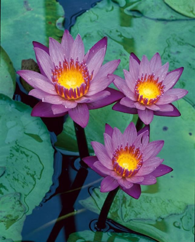 Nymphaea King of Blues 30cm 18cm Pot