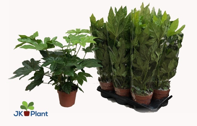 Fatsia japonica 50cm 17cm Pot