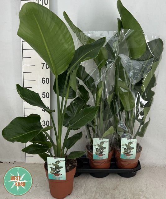 Strelitzia nicolai 120cm 19cm Pot