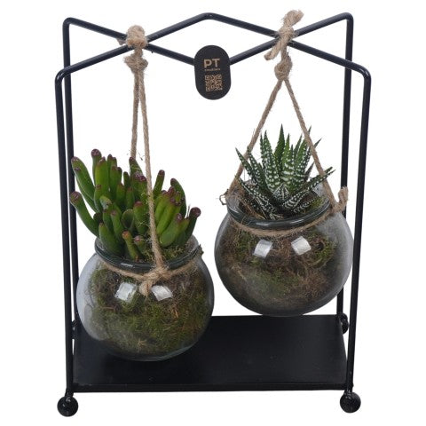 PTSUT8930 Arrangementen kamerplanten 22cm 18cm Pot