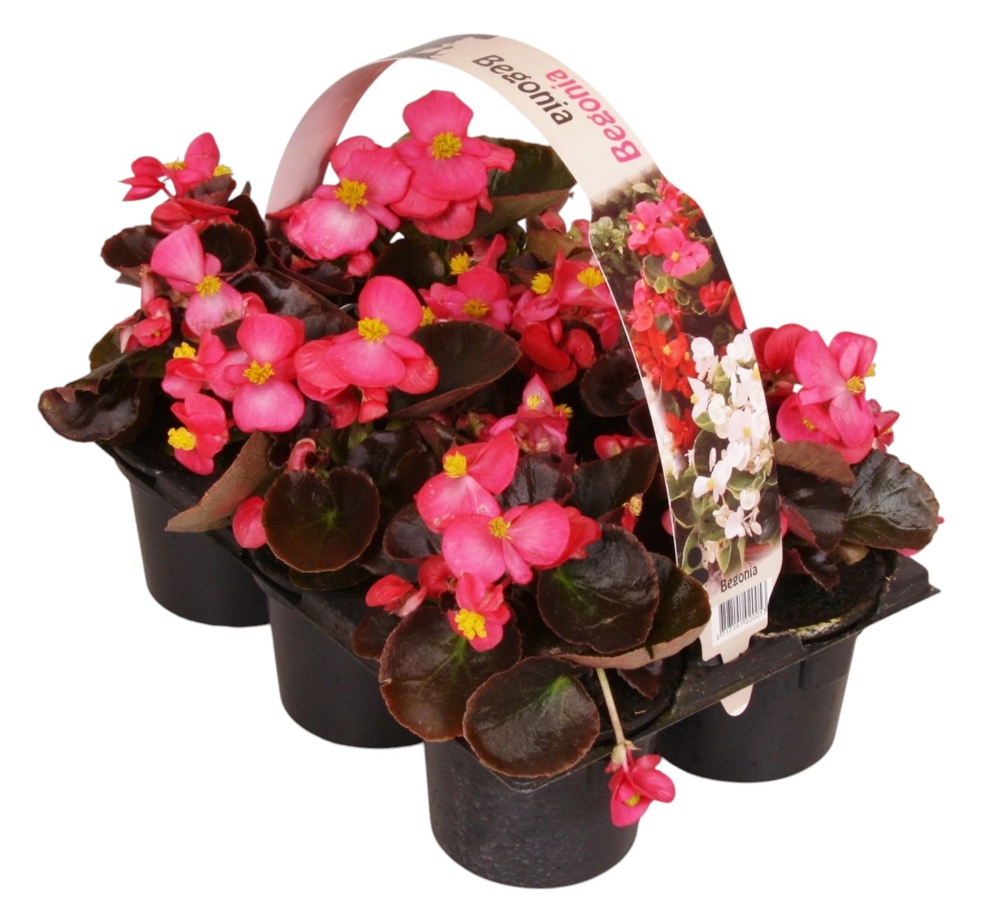 Begonia semp. dark leaf pink 15cm 9cm Pot
