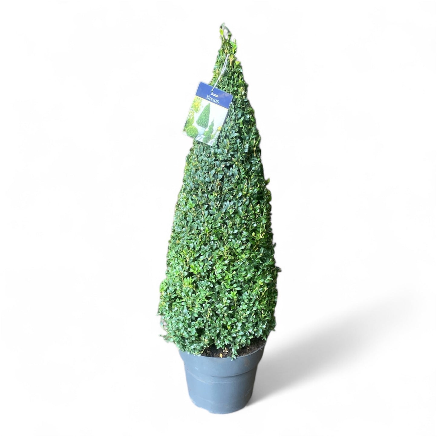 Buxus sempervirens ball 90cm 27cm Pot